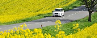 Auto Insurance