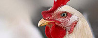 Livestock Poultry Coverage