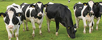 Feedlot Pasture & Dairy Cattle