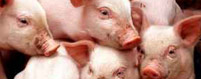 Livestock Confined Swine Insurance