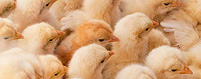 Hatchery Coverage