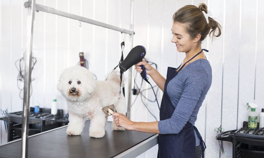 Pet Grooming Insurance | Get Dog Grooming Insurance | The Hartford