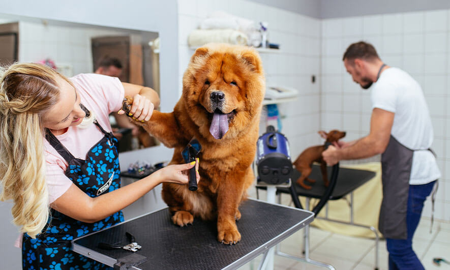 Best Grooming Services For Dogs in the world The ultimate guide 