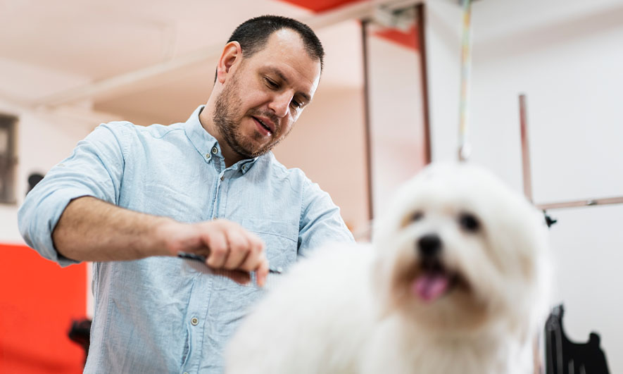Pet Grooming Insurance Get Dog Grooming Insurance The