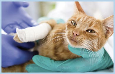 Animal bailee coverage for veterinarians