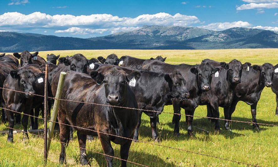 Livestock & Animal Mortality Business Insurance