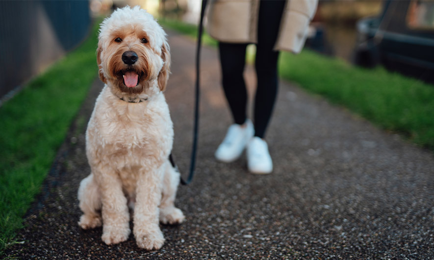 Dog Walking Insurance The Hartford