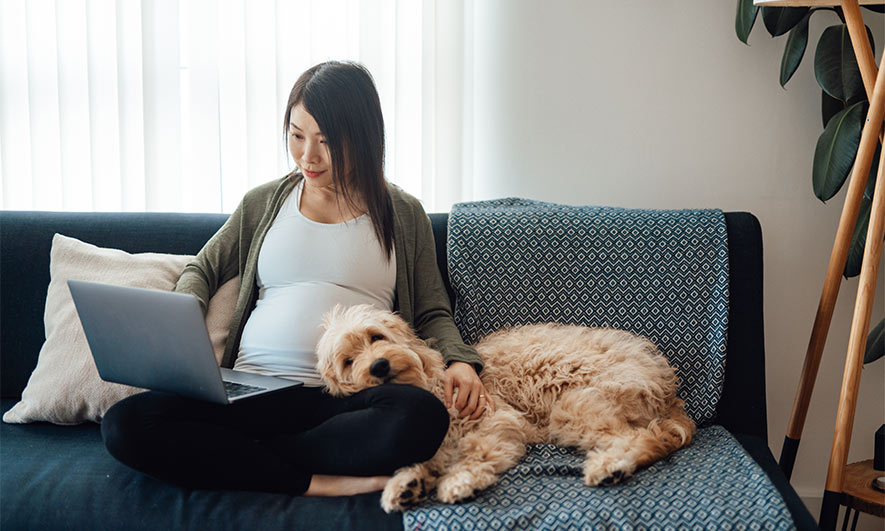 Pet Sitting Insurance Petcare Insurance The Hartford pet-sitting-insurance-petcare-insurance-the-hartford